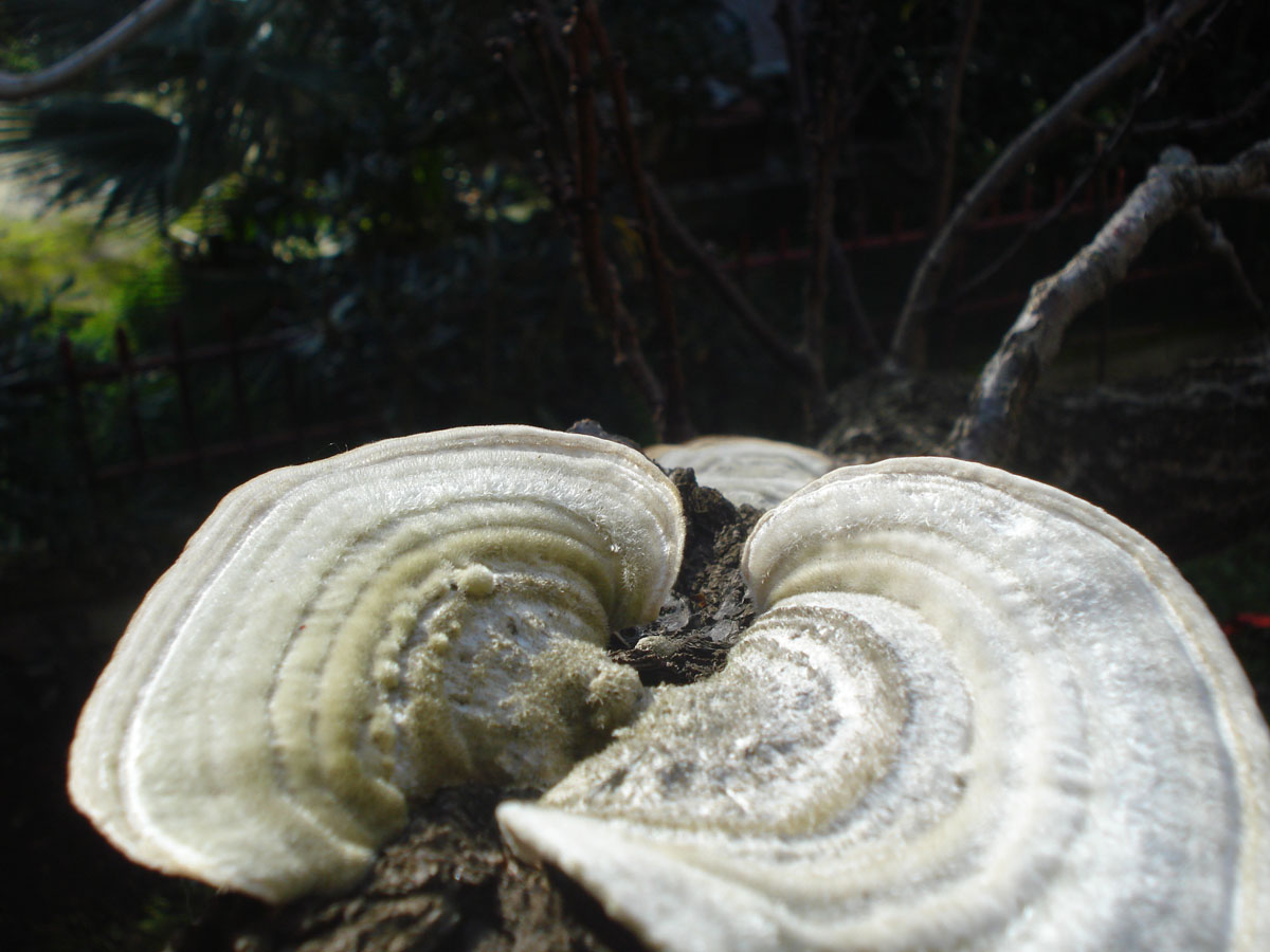 strano fungo (Trametes hirsuta)